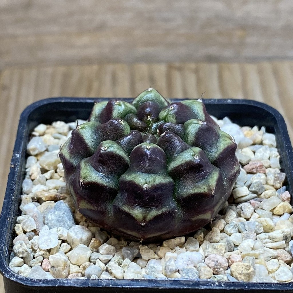 SH8625 Gymnocalycium mihanovichii ‘Day Dream’, seedling - Image 2