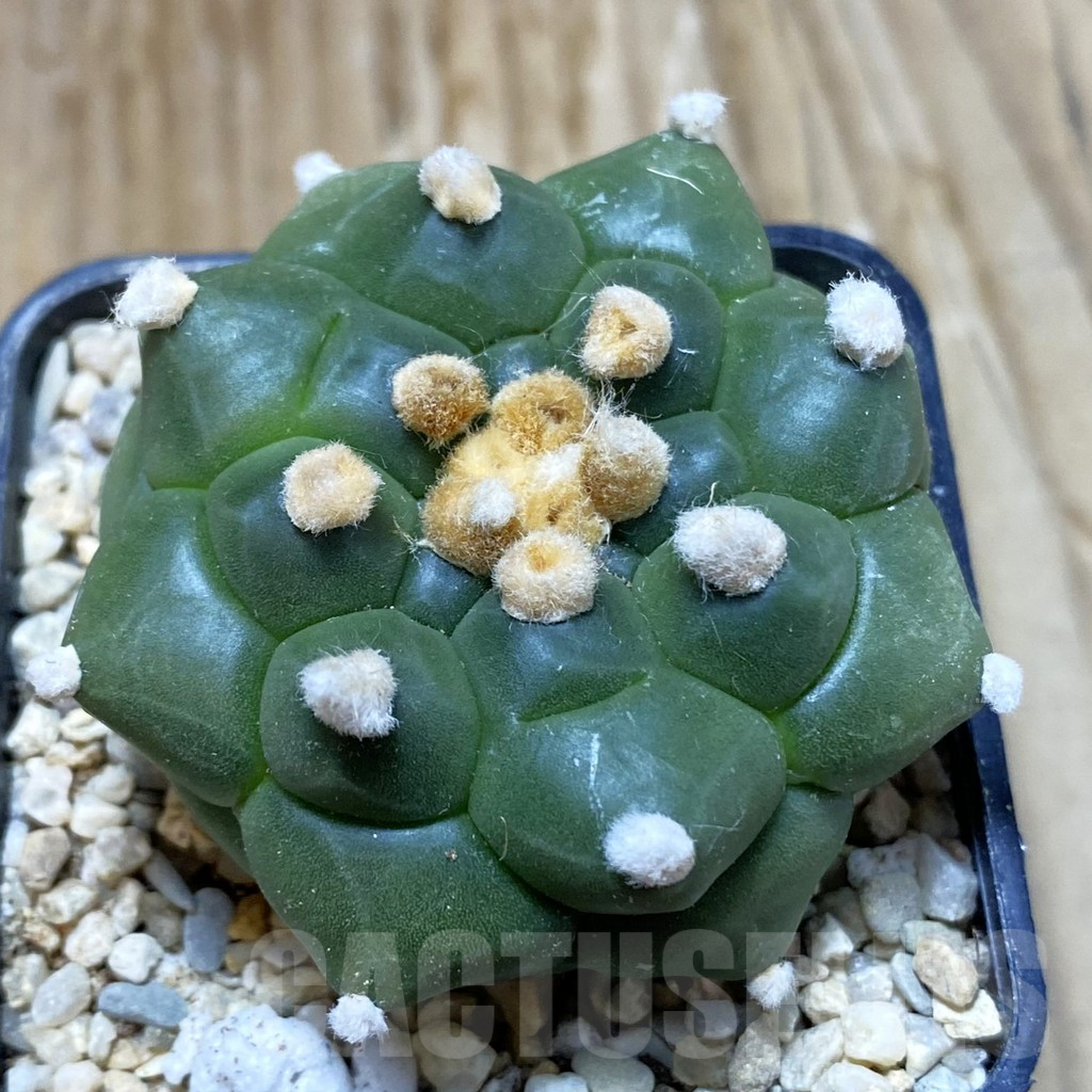 SH8614 Astrophytum asterias ‘Kikko’ f. nudum