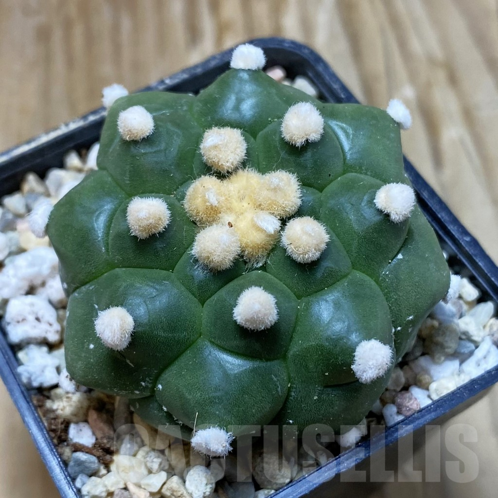SH8615 Astrophytum asterias ‘Kikko’ f. nudum