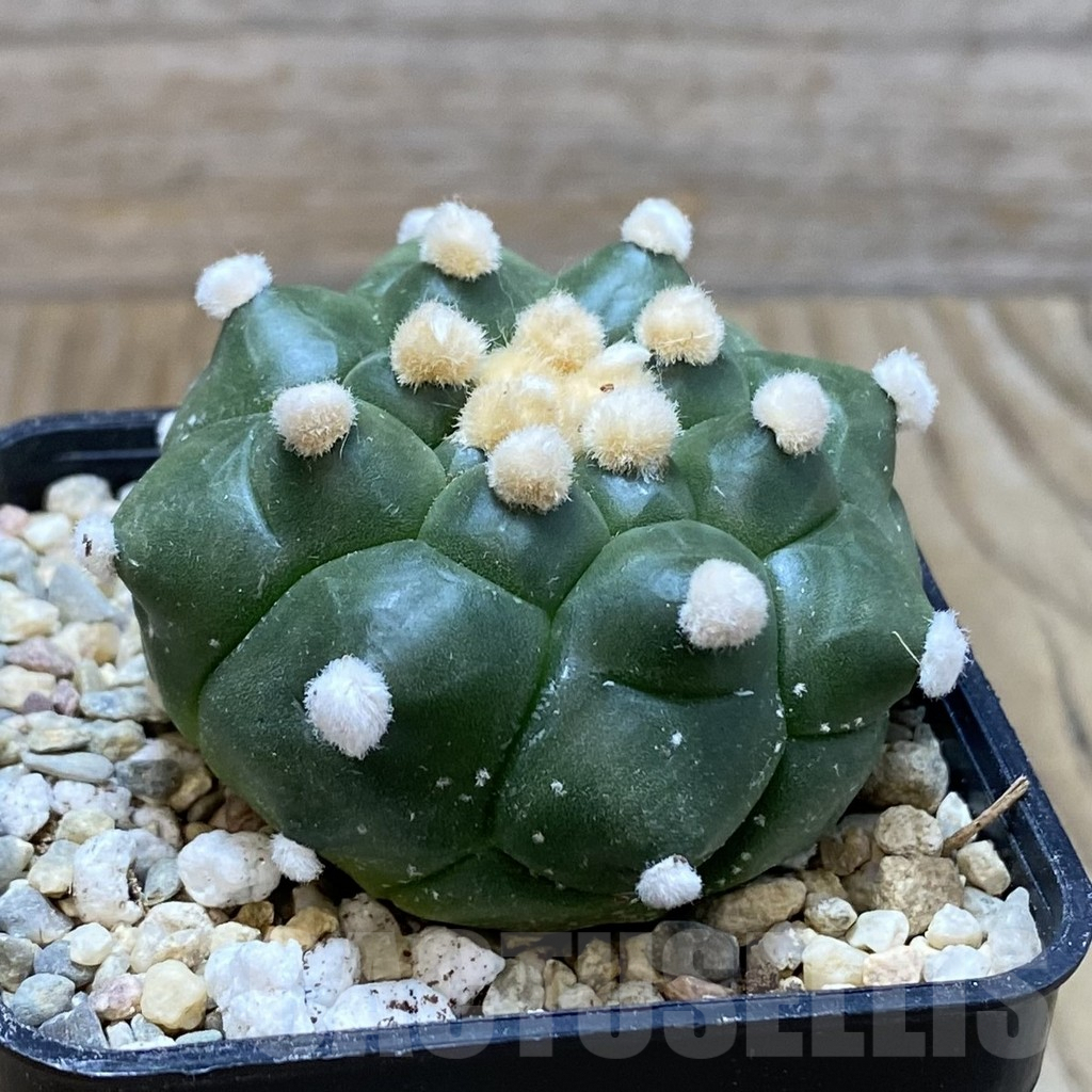 SH8615 Astrophytum asterias ‘Kikko’ f. nudum – Image 2
