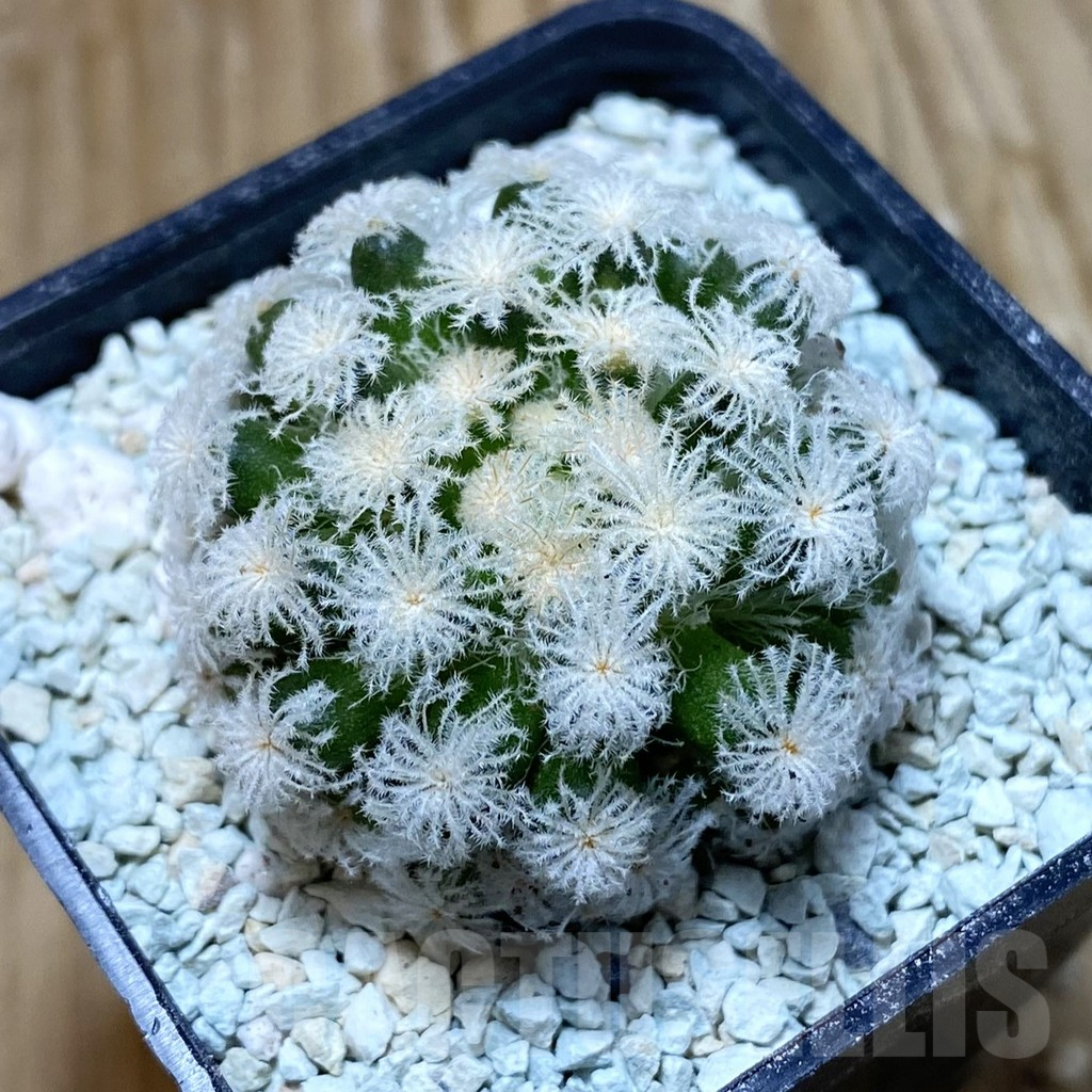 SH8618 Mammillaria plumosa ‘Snow’