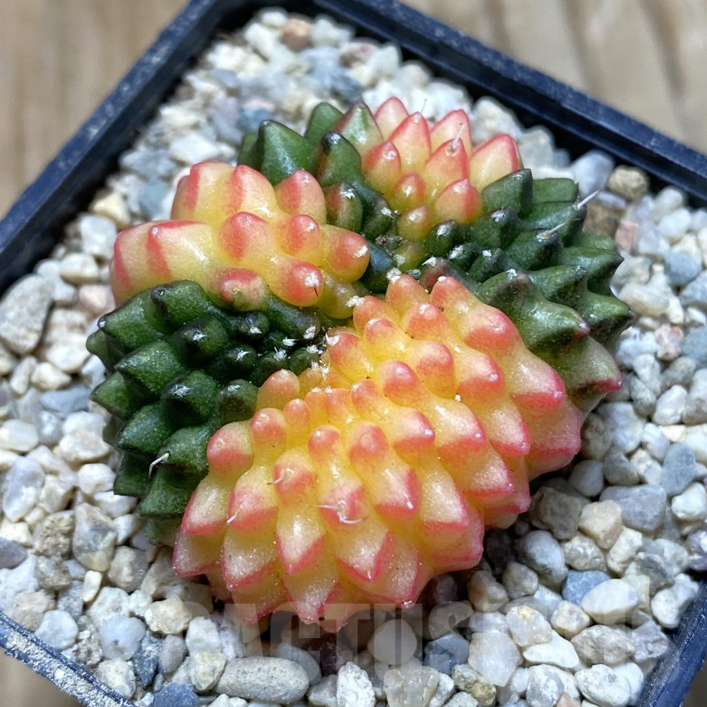 SH8626 Gymnocalycium mihanovichii ‘inermis’ f. variegata, seedling