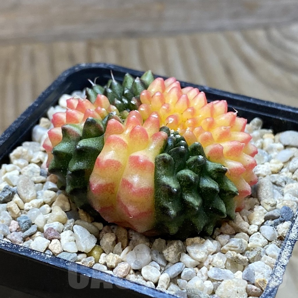 SH8626 Gymnocalycium mihanovichii ‘inermis’ f. variegata, seedling - immagine 2