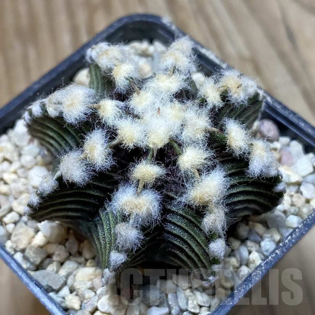 SH8630 Gymnocalycium friedrichii VOS1211, select form, seedling