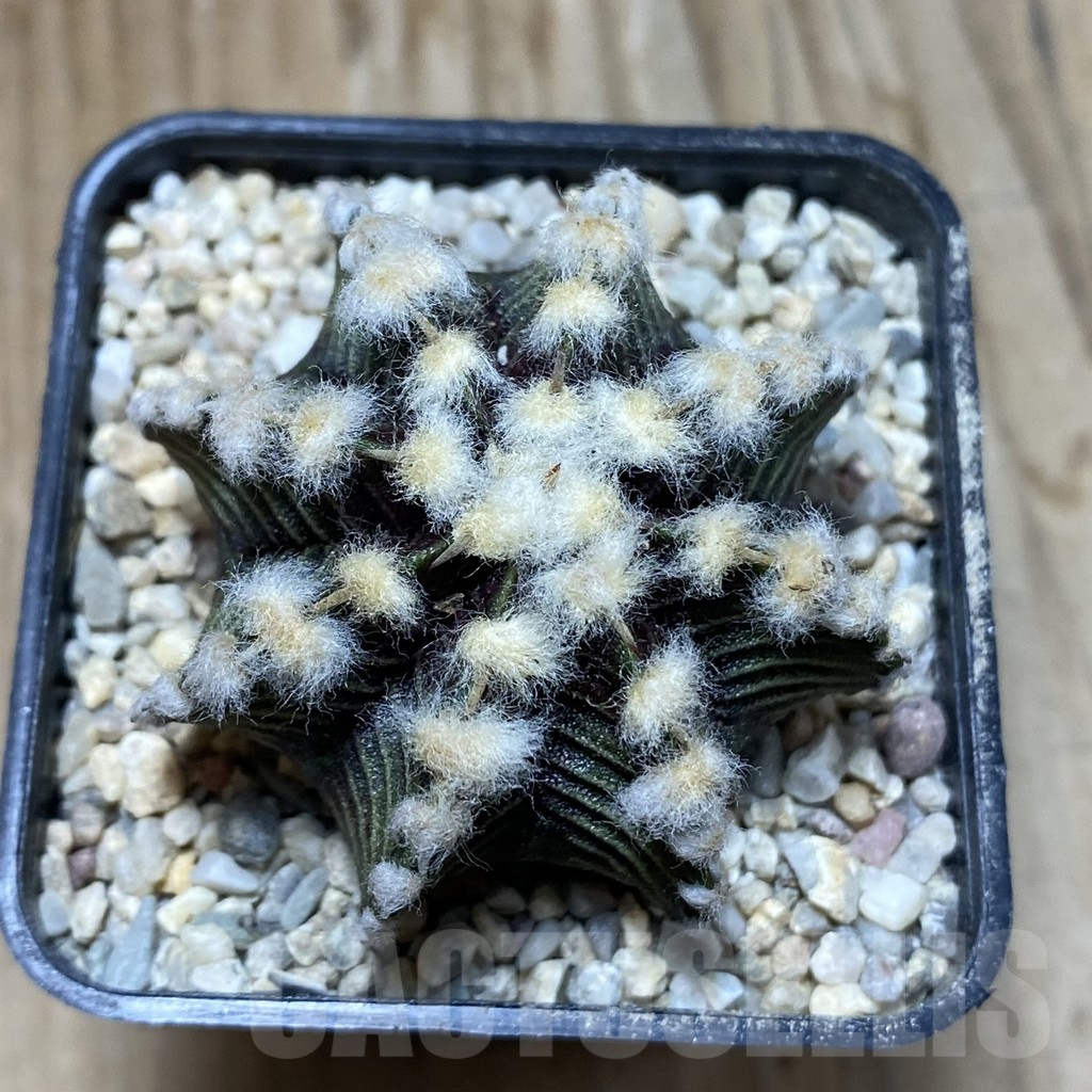 SH8630 Gymnocalycium friedrichii VOS1211, select form, seedling – Image 2