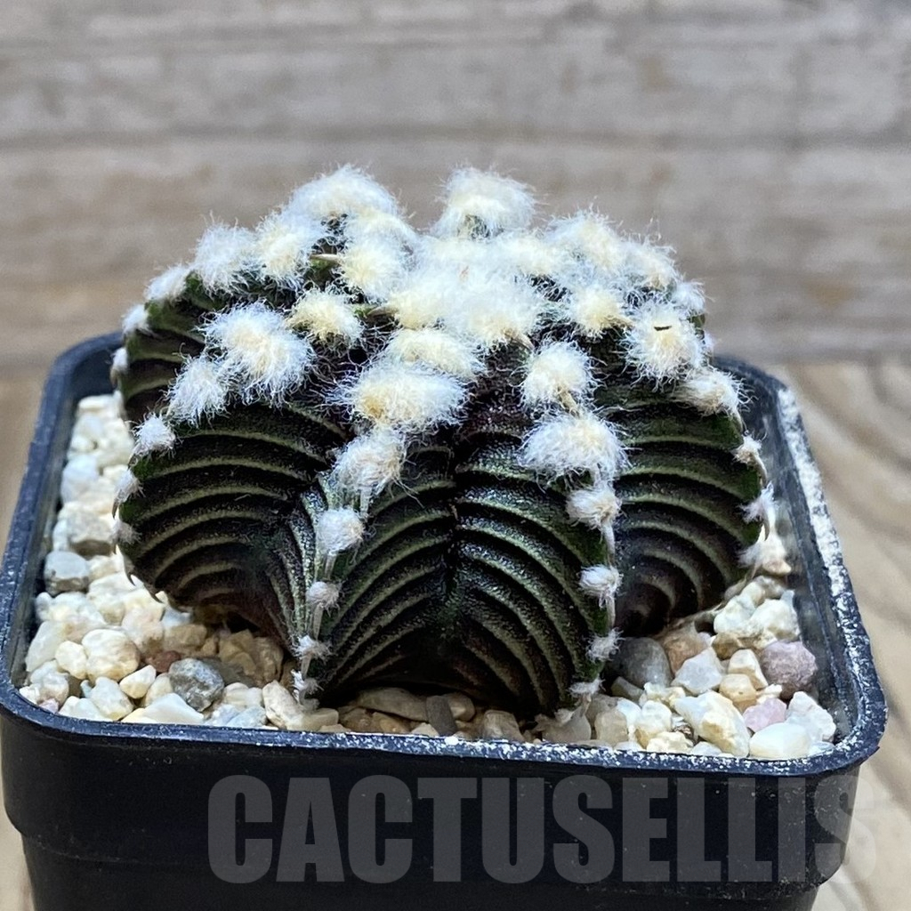 SH8630 Gymnocalycium friedrichii VOS1211, select form, seedling – Image 3