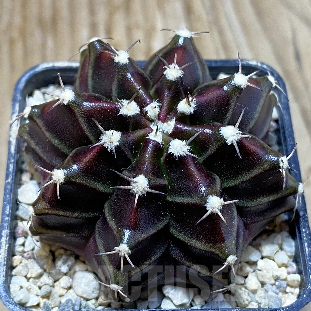 SH8631 Gymnocalycium mihanovichii ‘Black Widow’, seedling