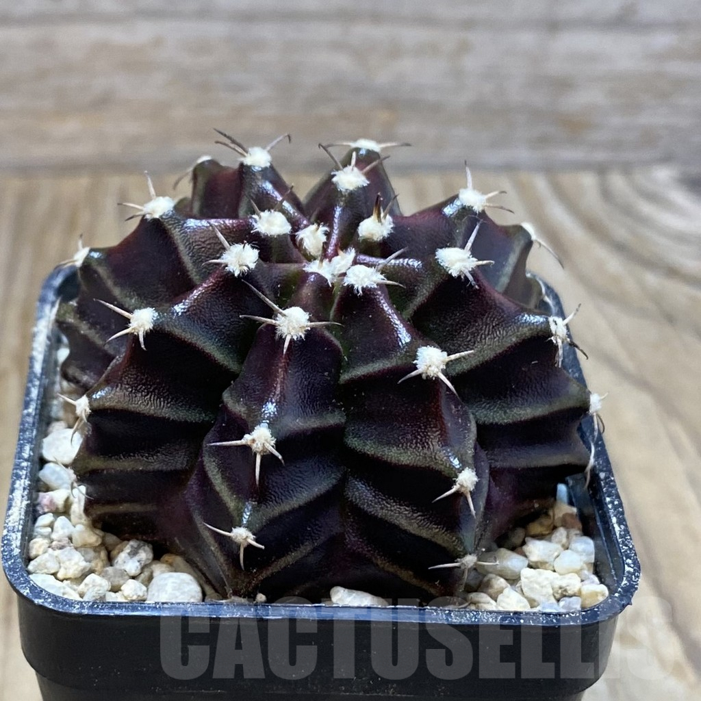SH8631 Gymnocalycium mihanovichii ‘Black Widow’, seedling - Image 2