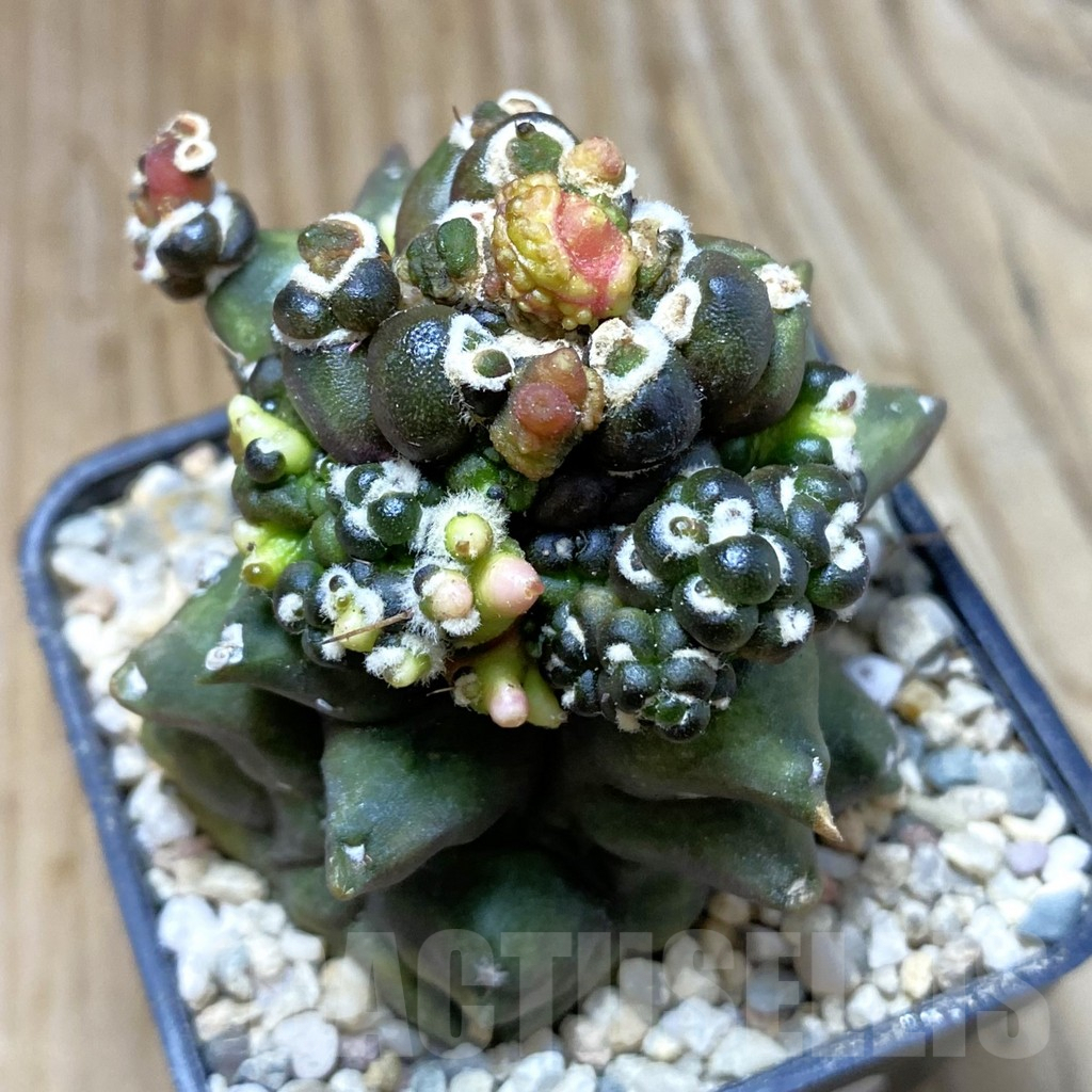 SH8632 Gymnocalycium mihanovichii ‘Transformer’