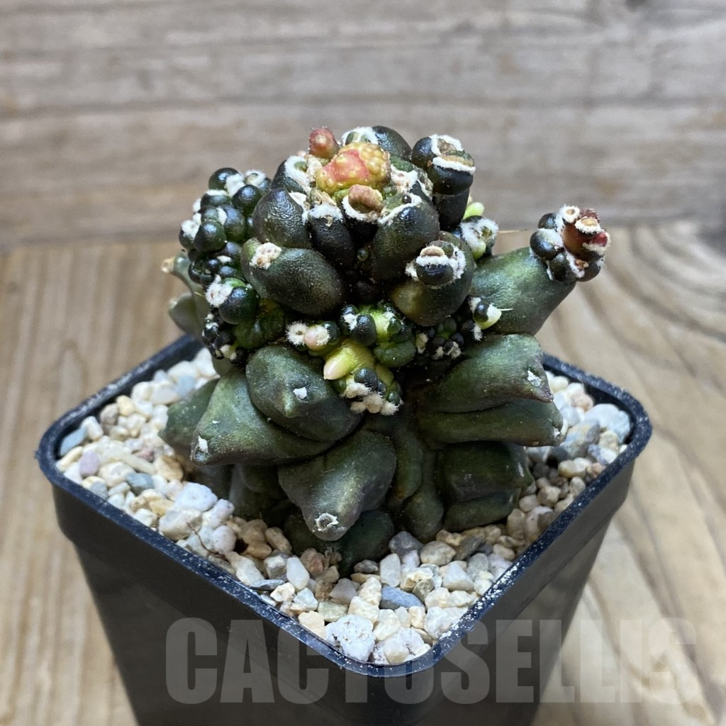 SH8632 Gymnocalycium mihanovichii ‘Transformer’ - immagine 2