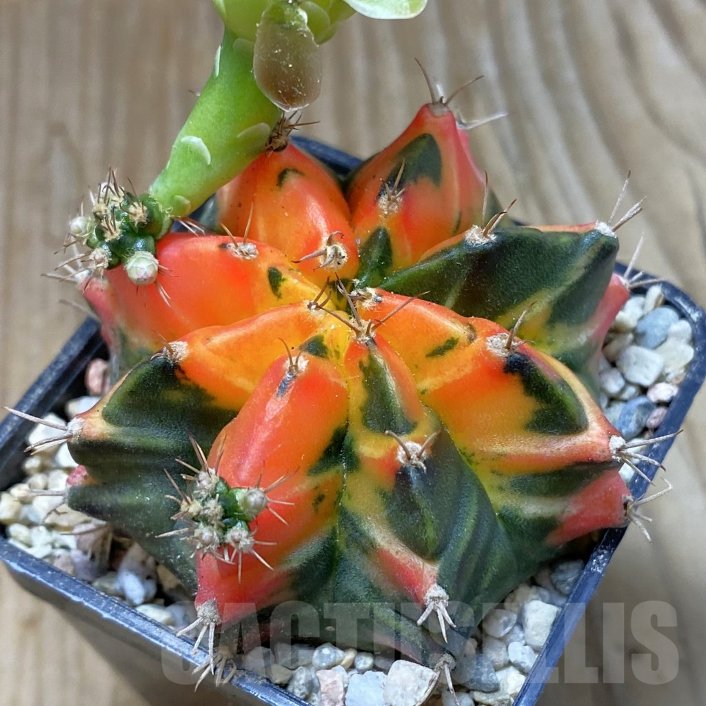 SH8634 Gymnocalycium mihanovichii ‘T31115′