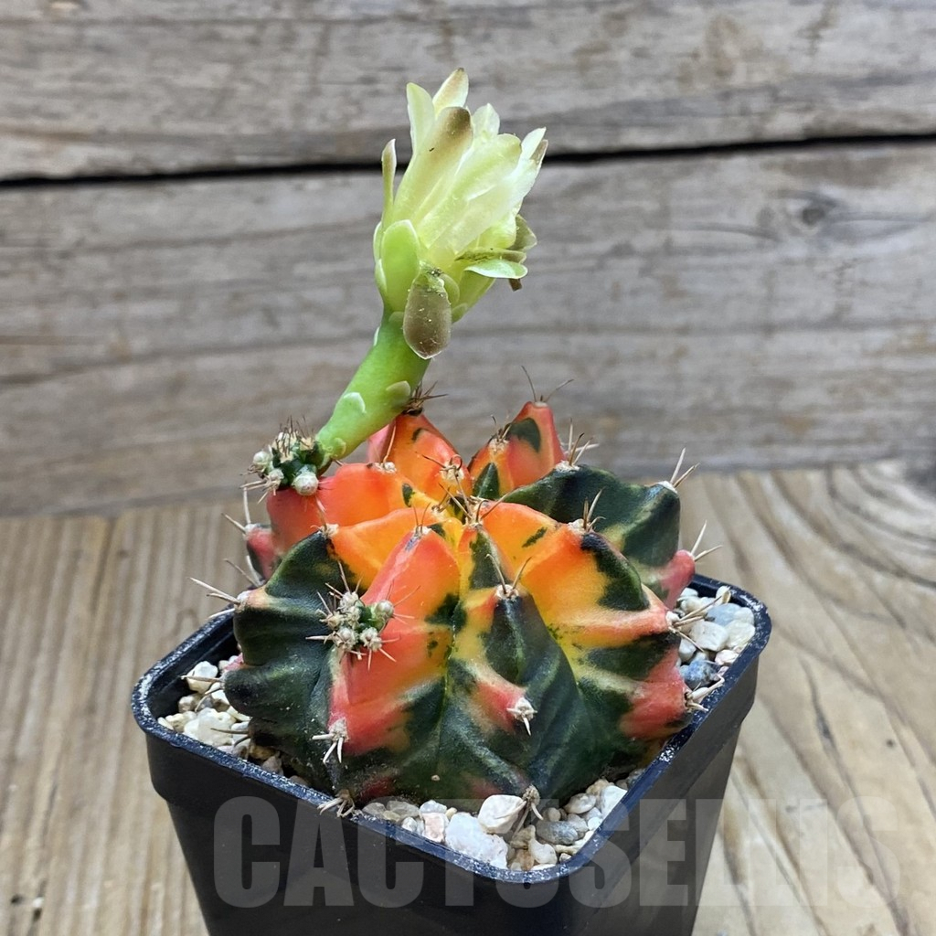 SH8634 Gymnocalycium mihanovichii ‘T31115′ - Obrázek 2