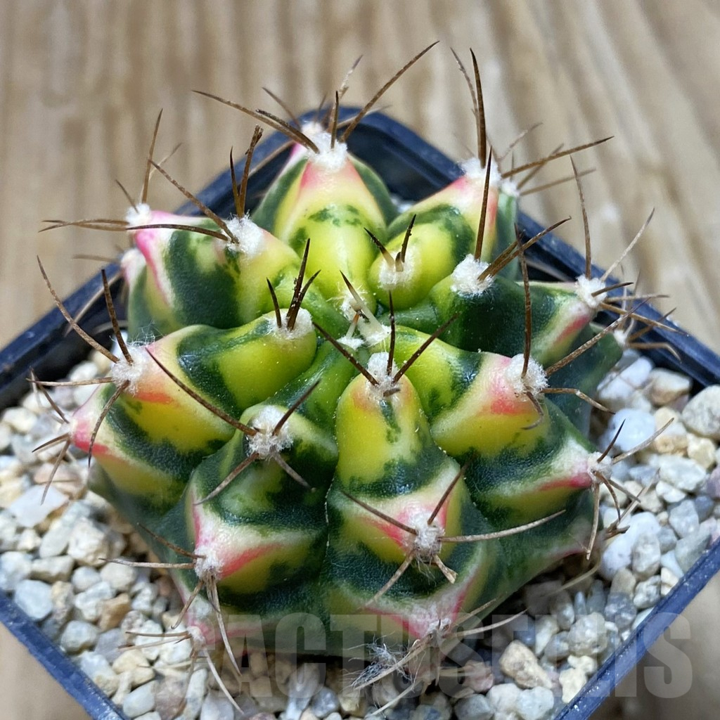 SH8635 Gymnocalycium mihanovichii ‘Flower Field’