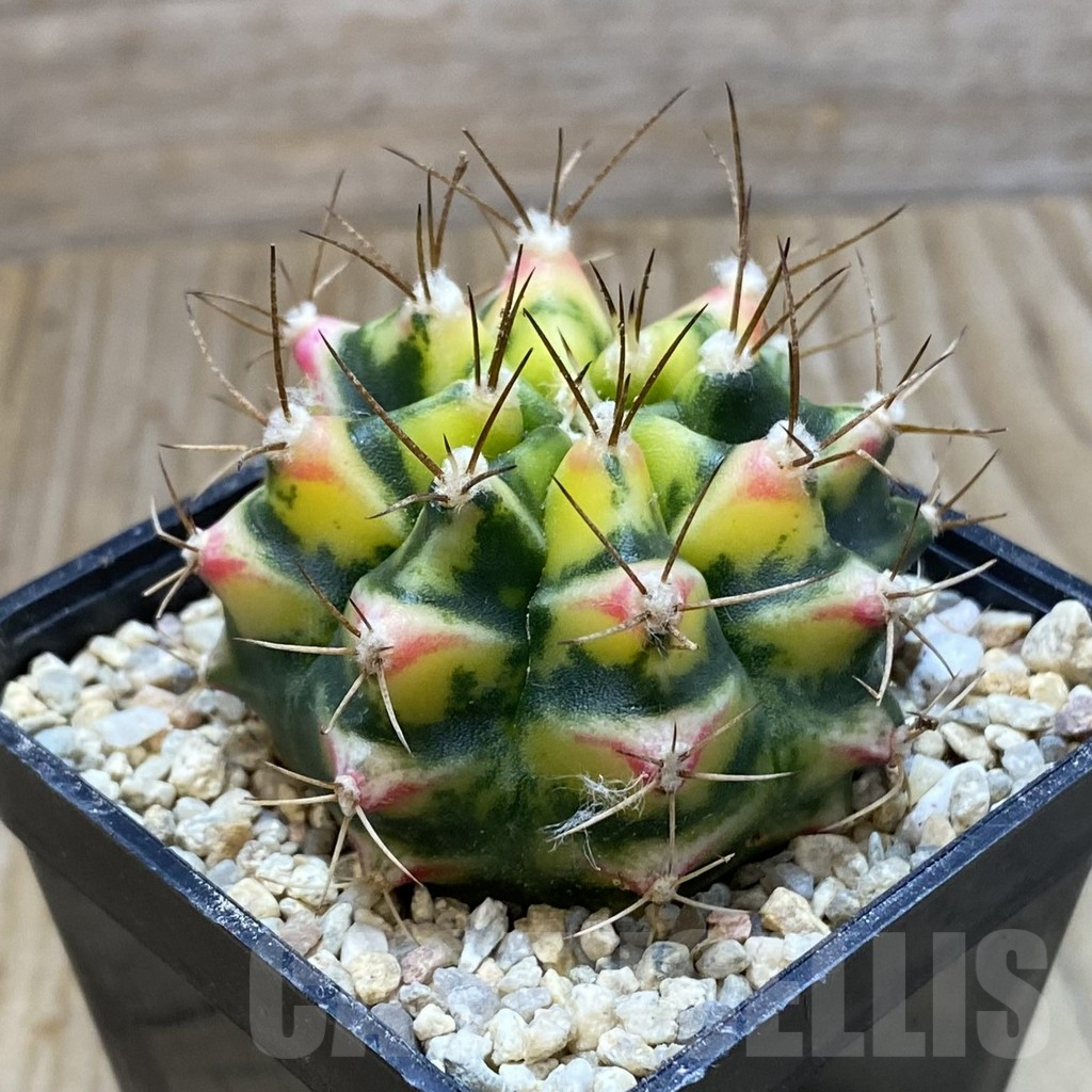 SH8635 Gymnocalycium mihanovichii ‘Flower Field’ - Obrázek 2