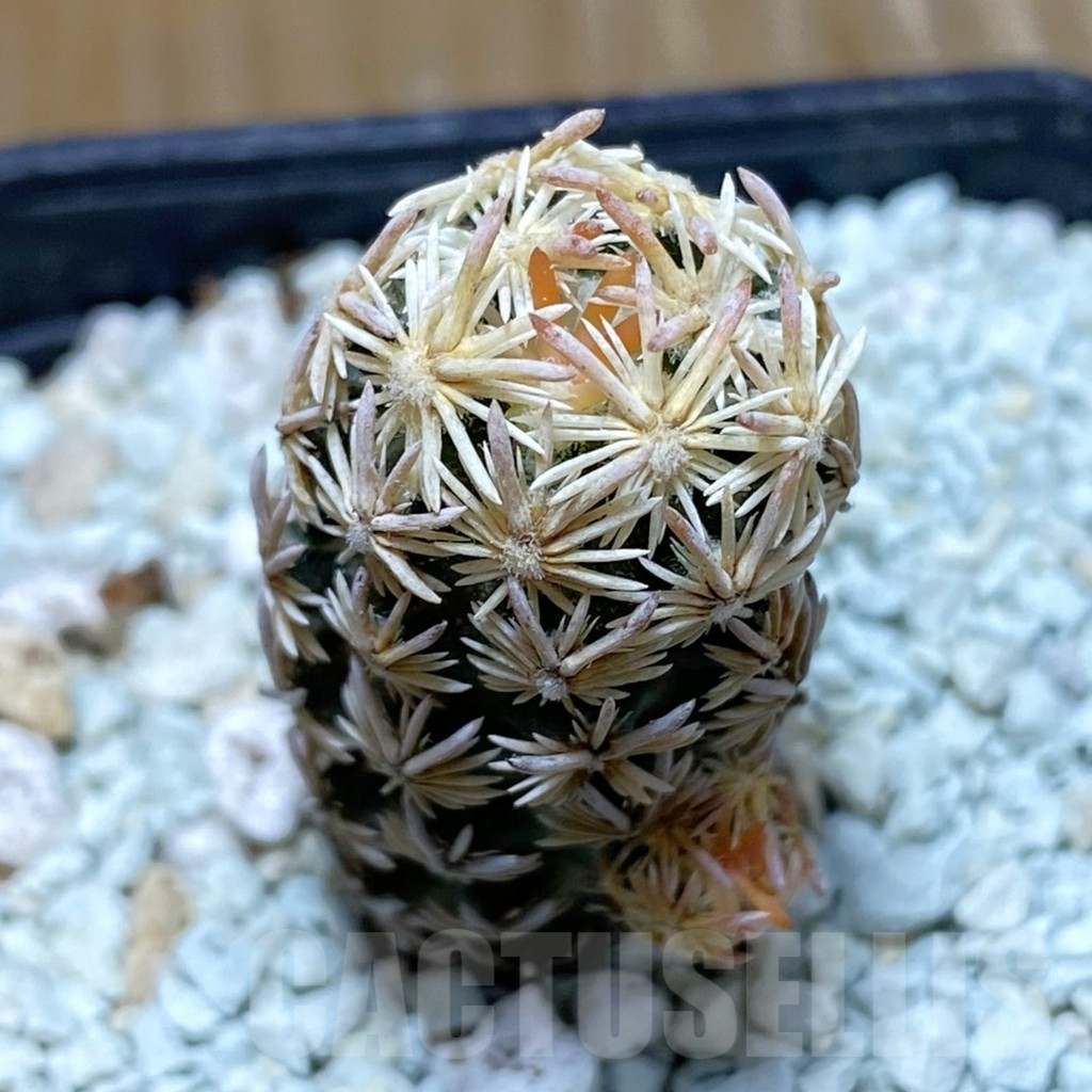 SH8637 Escobaria nellieae v. minima