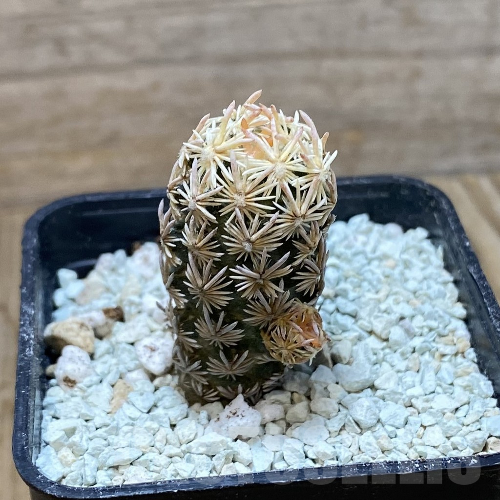 SH8637 Escobaria nellieae v. minima - Image 2