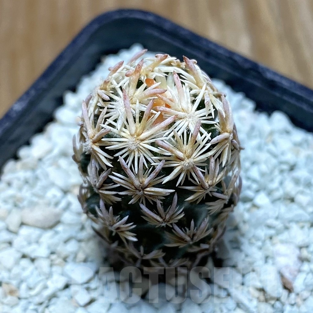 SH8638 Escobaria nellieae v. minima