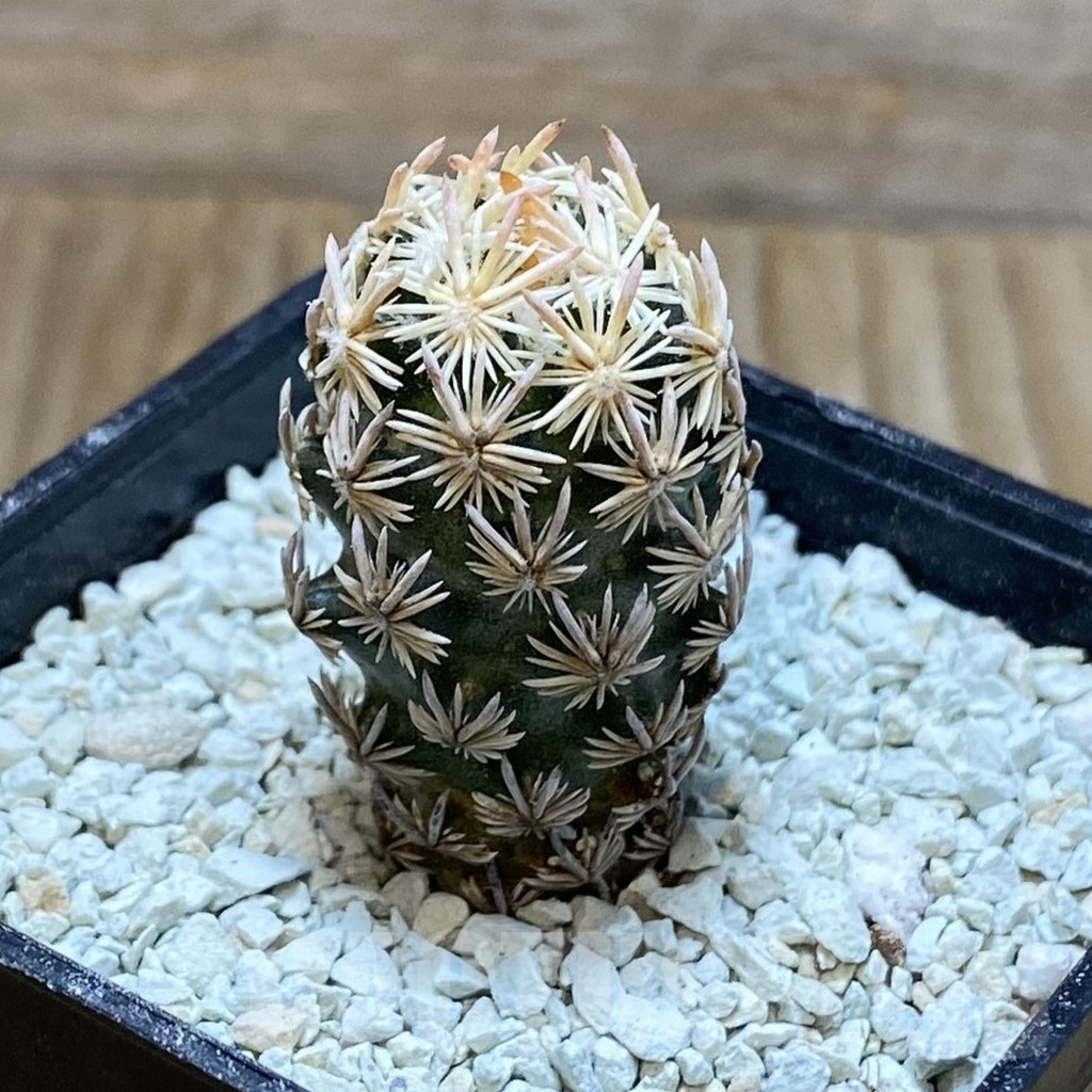 SH8638 Escobaria nellieae v. minima - 画像 (2)