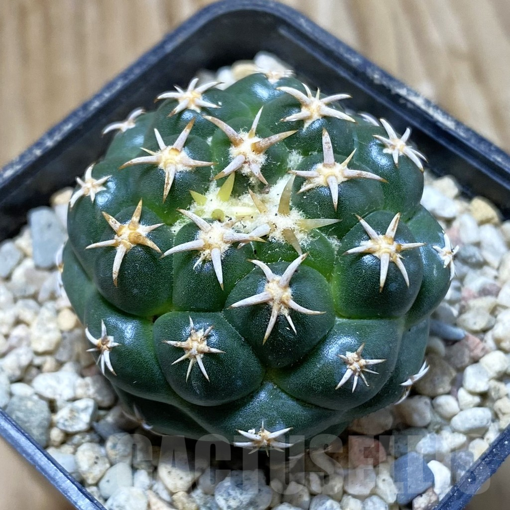 SH8622 Coryphantha elephantidens ‘Family’