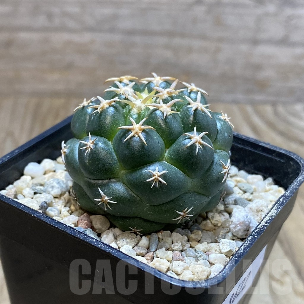 SH8622 Coryphantha elephantidens ‘Family’ – Bild 2