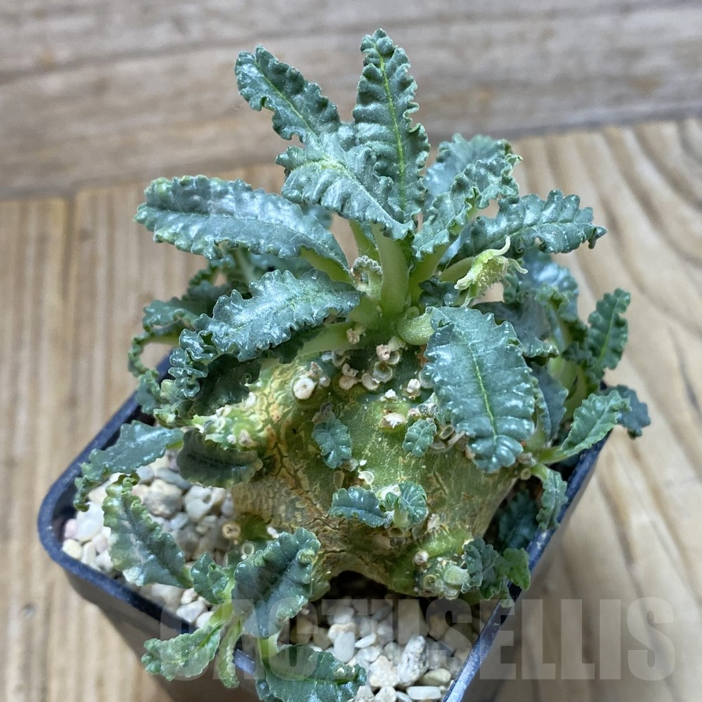 SH8586 Dorstenia lavrani