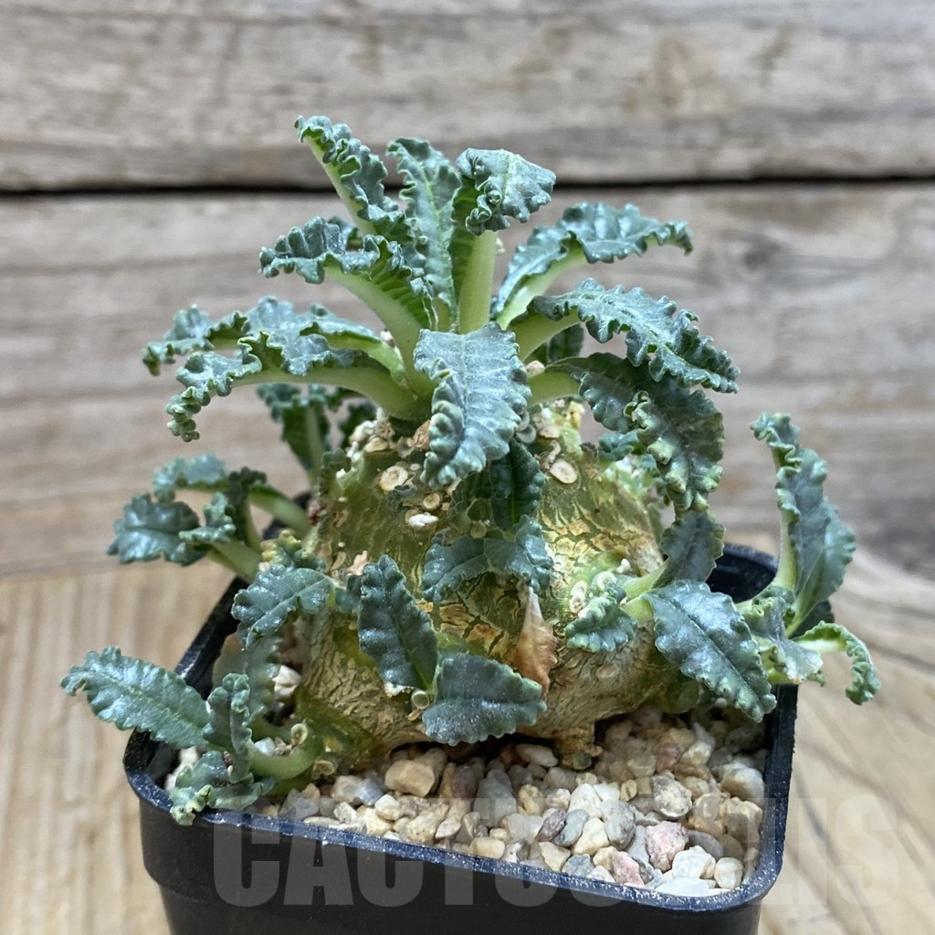 SH8586 Dorstenia lavrani - immagine 2