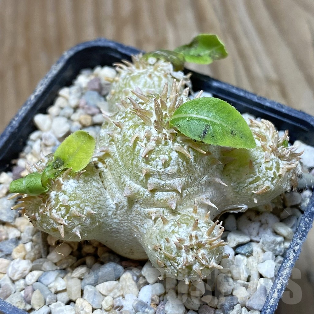 SH8590 Pachypodium brevicaule x multiflorum