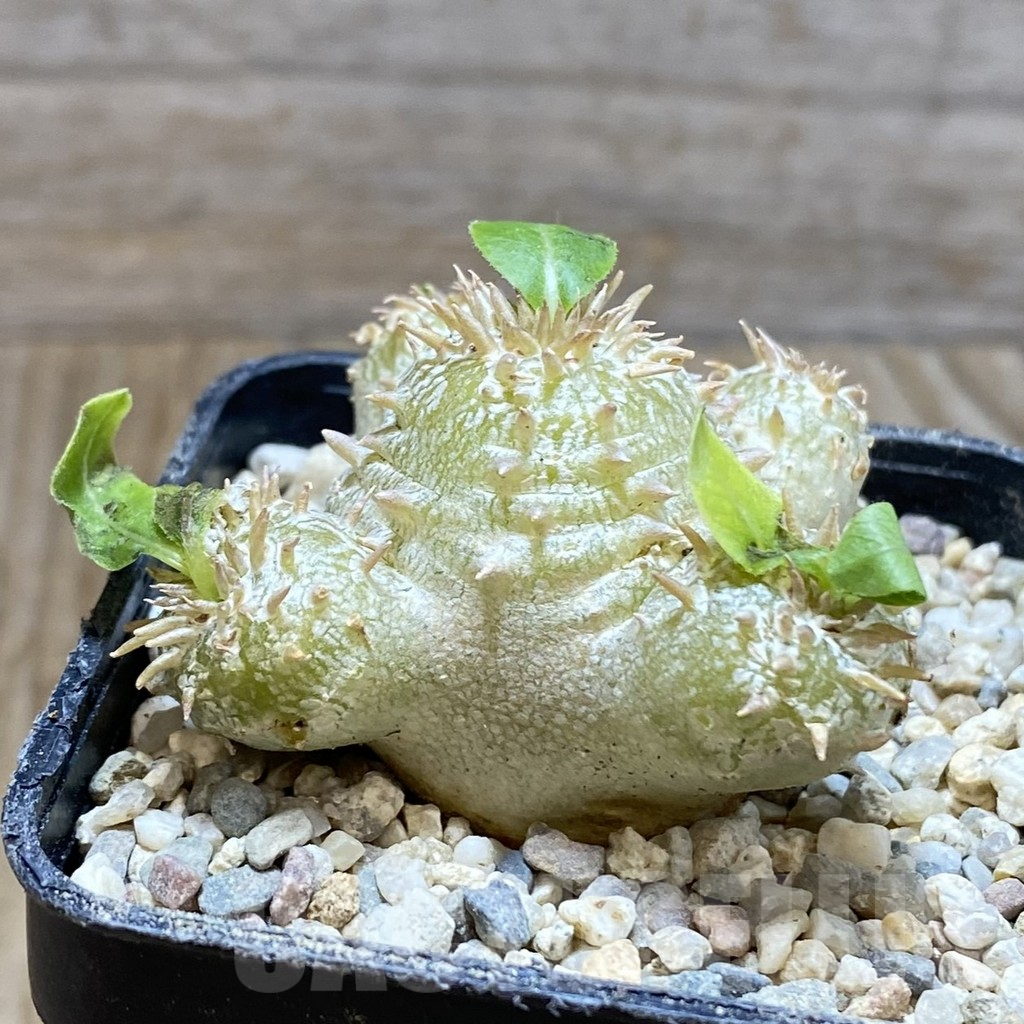 SH8590 Pachypodium brevicaule x multiflorum - immagine 2