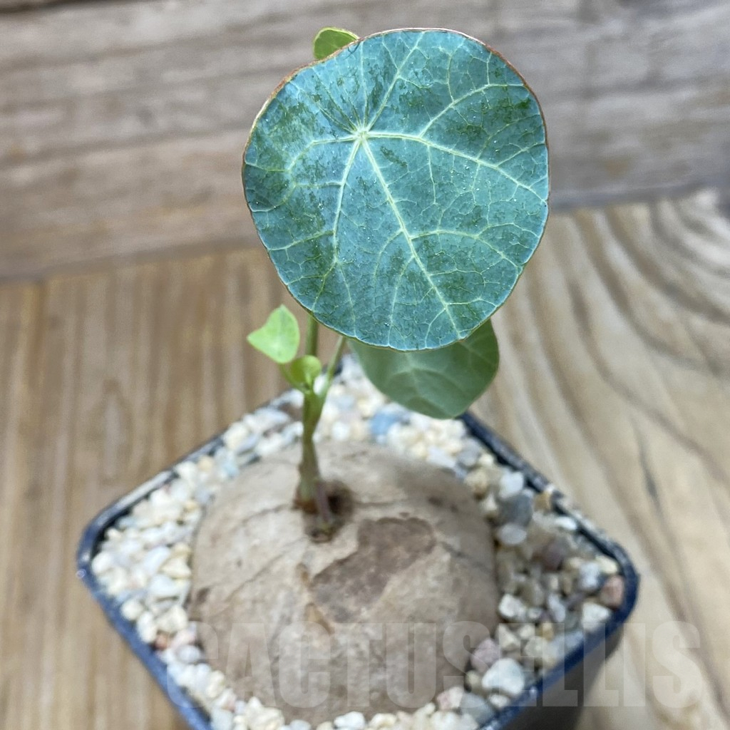 SH8592 Stephania erecta