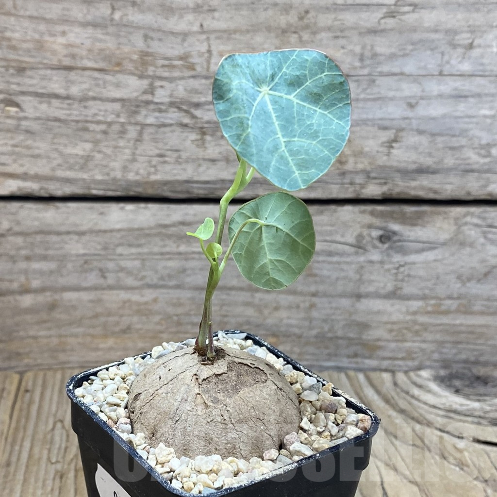 SH8592 Stephania erecta - immagine 2