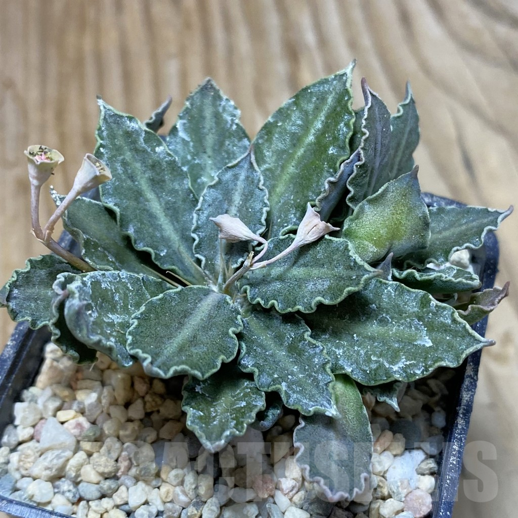 SH8593 Euphorbia tulearensis hybrid