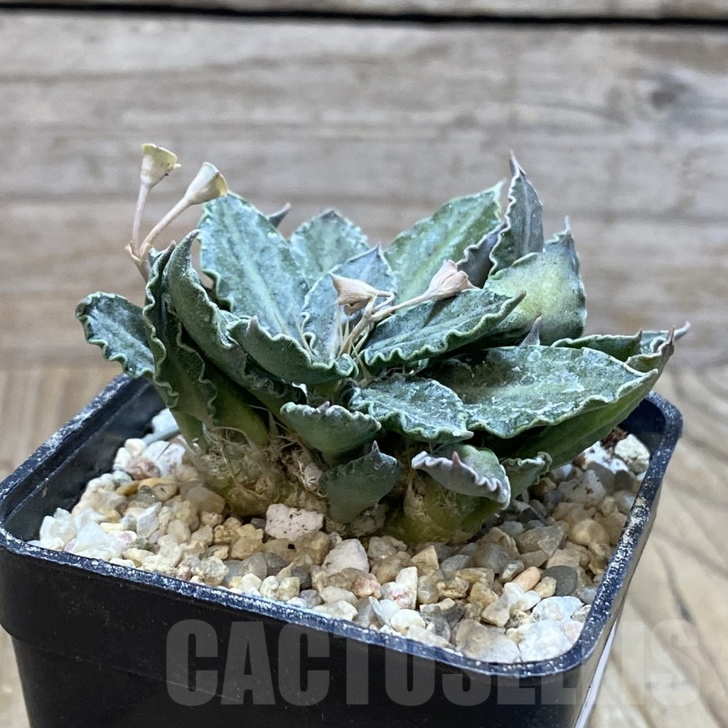 SH8593 Euphorbia tulearensis hybrid - Зображення 2