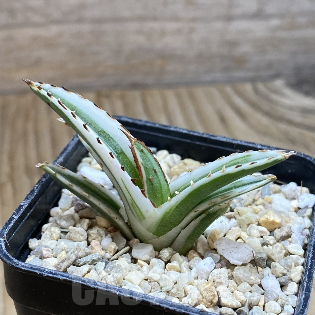 SH8761 Agave victoriae-reginae 'White Rhino' – Image 2