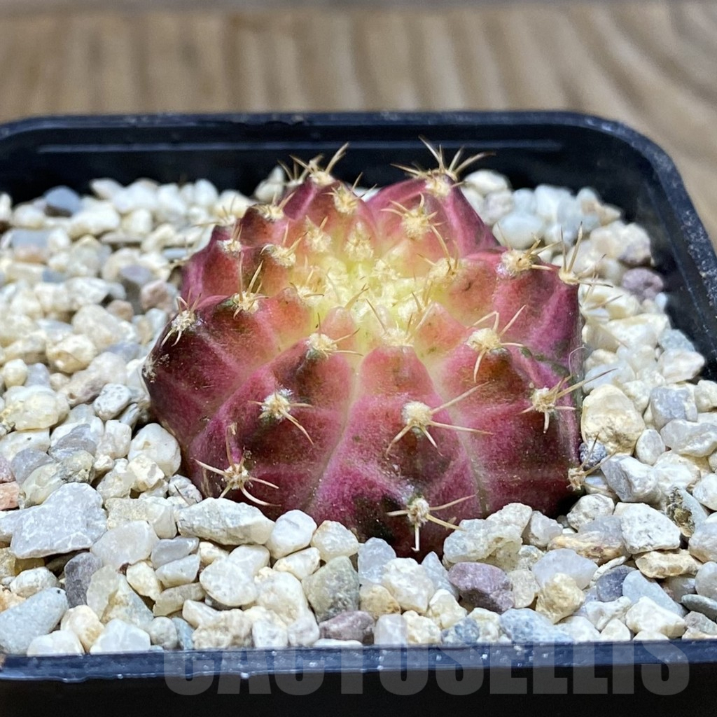 SH8792 Gymnocalycium mihanovichii ‘Neon’ hybrid, seedling - 画像 (2)
