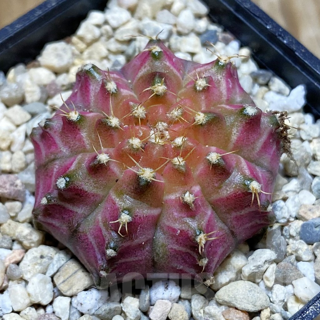 SH8793 Gymnocalycium mihanovichii ‘Neon’ hybrid, seedling