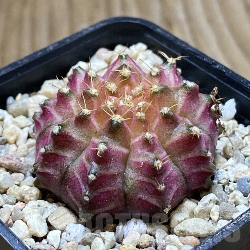 SH8793 Gymnocalycium mihanovichii ‘Neon’ hybrid, seedling - Imagen 2