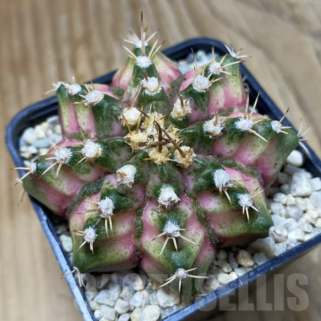 SH8799 Gymnocalycium mihanovichii ‘T-Lux’ hybrid, seedling