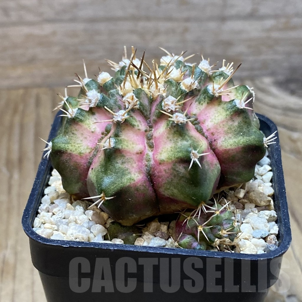 SH8799 Gymnocalycium mihanovichii ‘T-Lux’ hybrid, seedling - Image 2