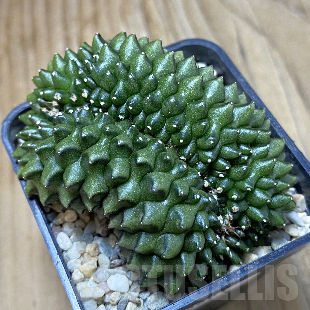 SH8801 Gymnocalycium mihanovichii ‘inermis’ f. cristata