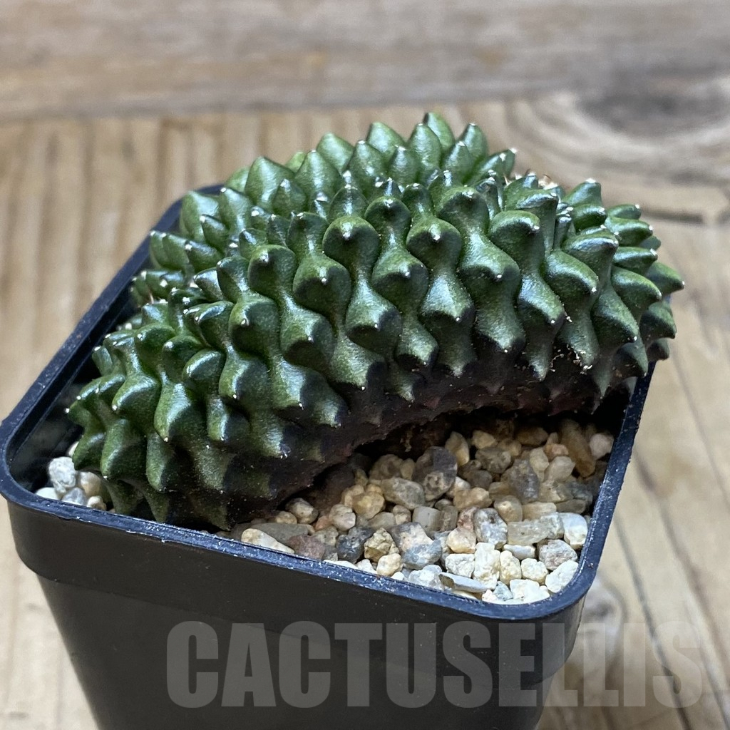 SH8801 Gymnocalycium mihanovichii ‘inermis’ f. cristata - immagine 2