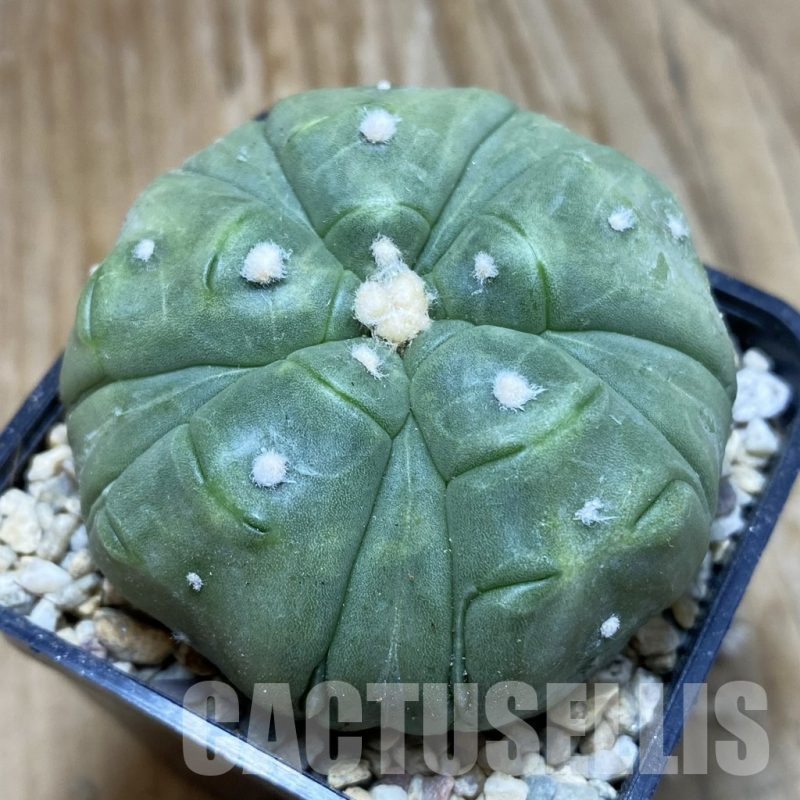 SH8804 Astrophytum asterias ‘Kikko’ 5-ribs