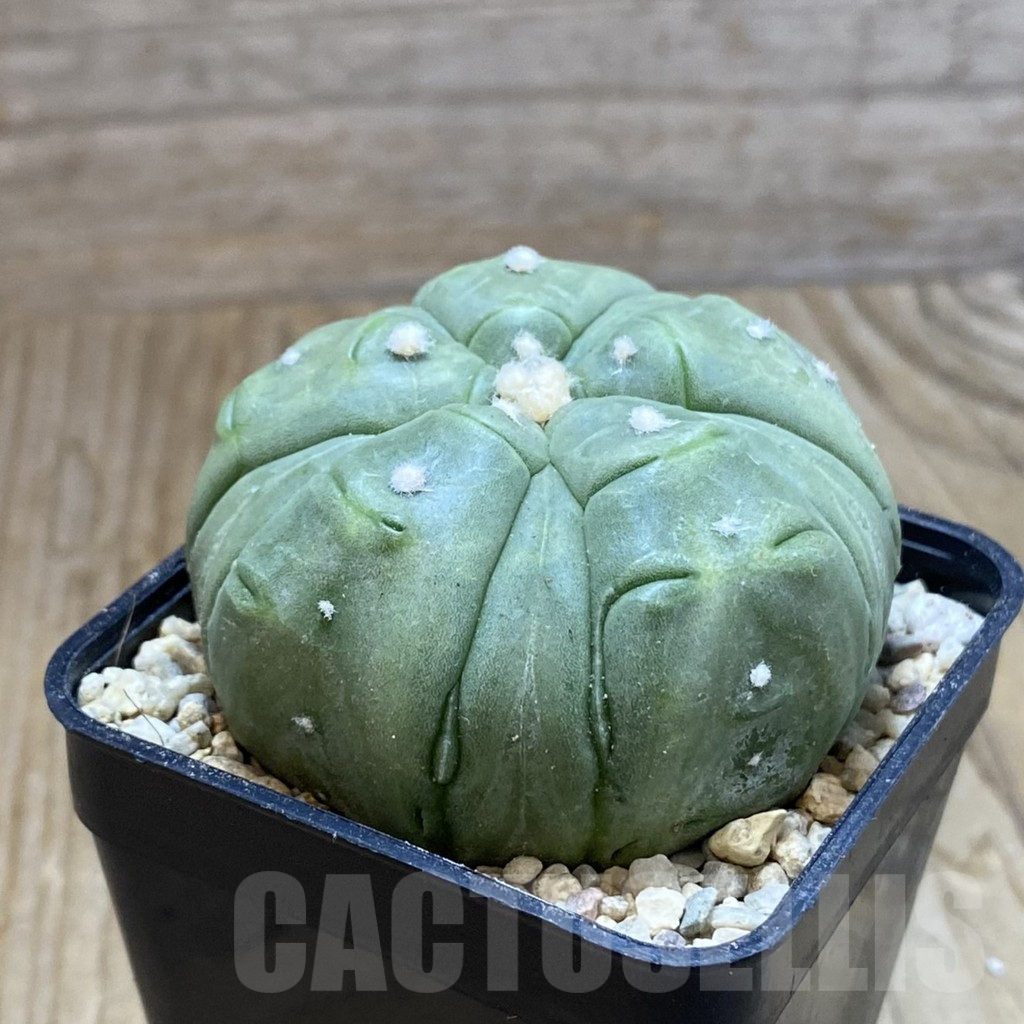 SH8804 Astrophytum asterias ‘Kikko’ 5-ribs - Image 2