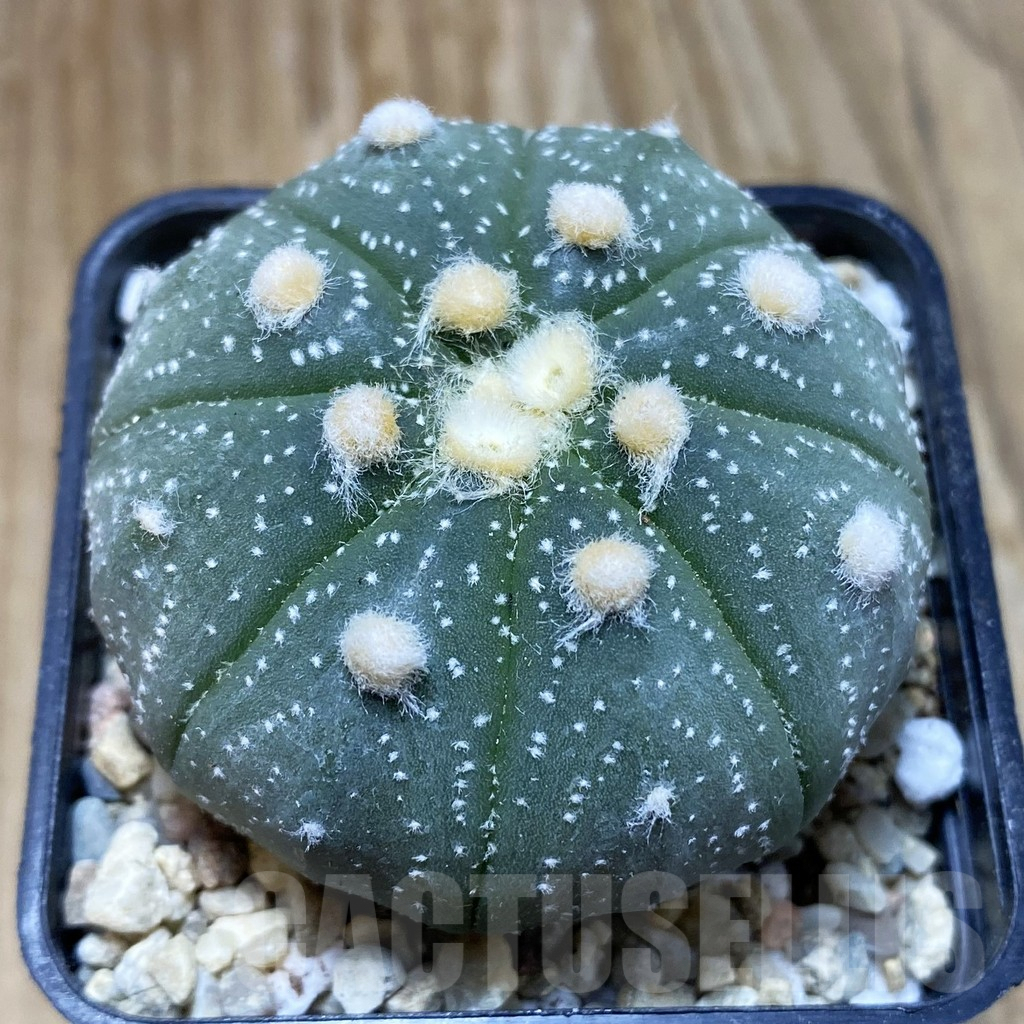 SH8805 Astrophytum asterias 'Akabana'