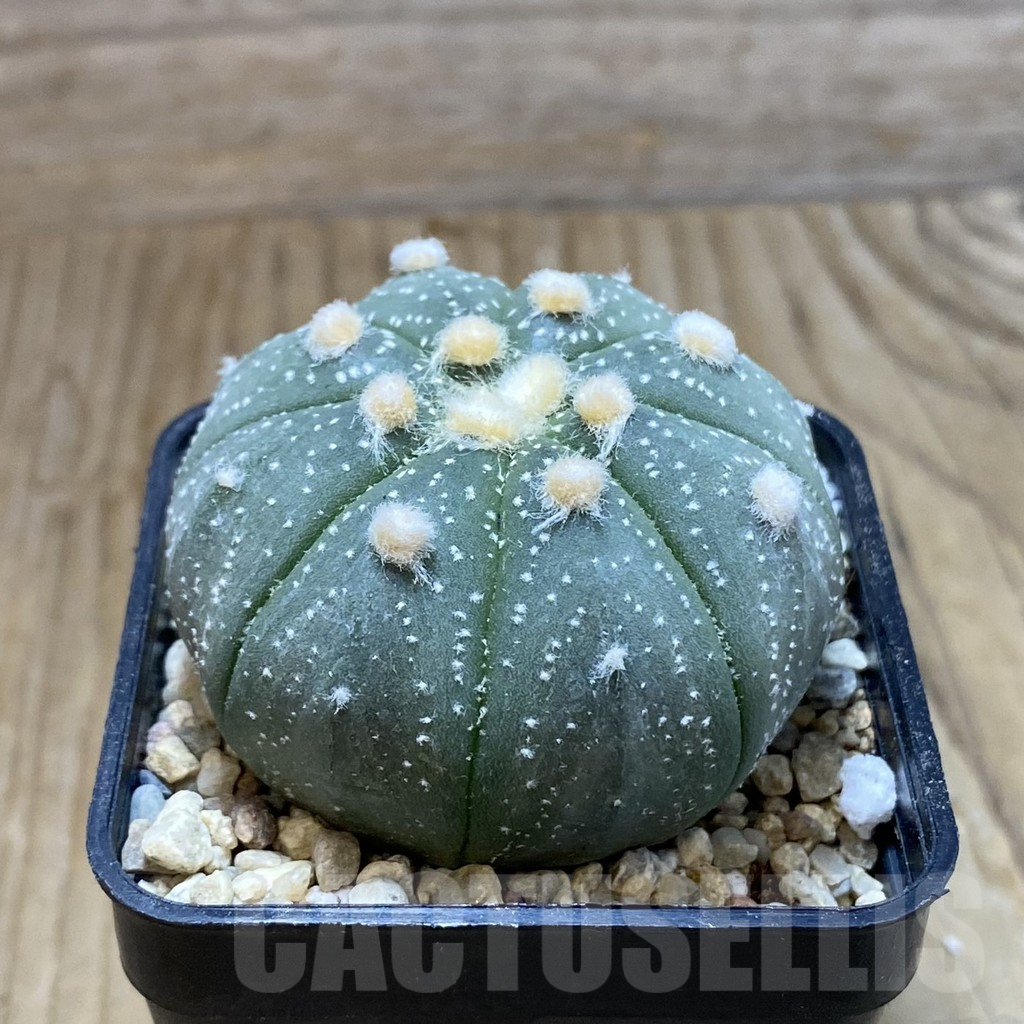 SH8805 Astrophytum asterias 'Akabana' - Imagen 2