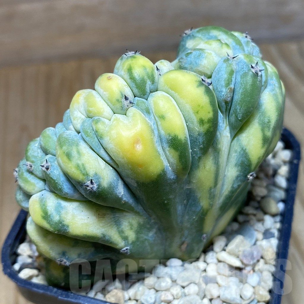 SH8763 Myrtillocactus geometrizans f. cristata variegata