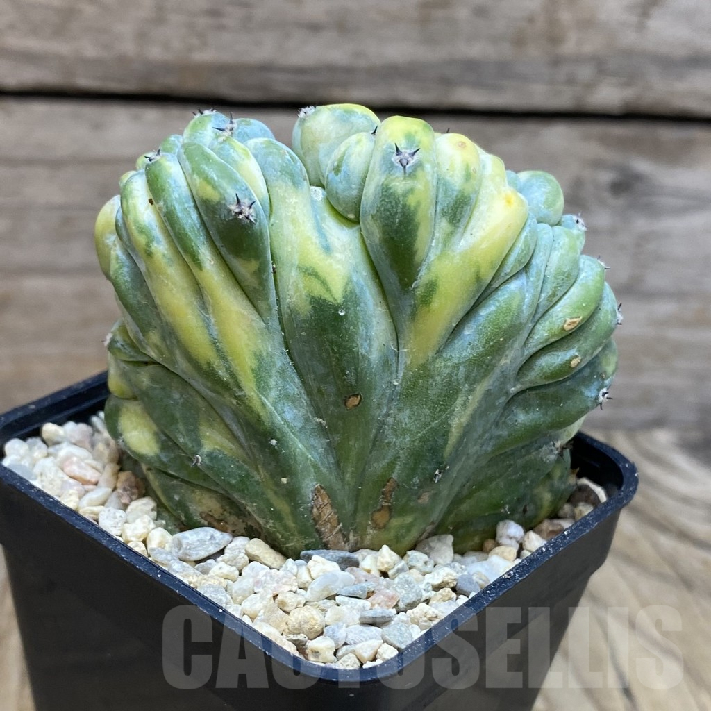 SH8763 Myrtillocactus geometrizans f. cristata variegata – Bild 2