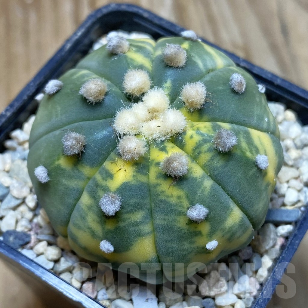 SH8811 Astrophytum asterias f. variegata
