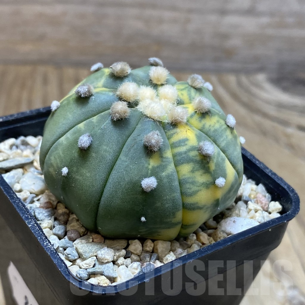 SH8811 Astrophytum asterias f. variegata - Image 2