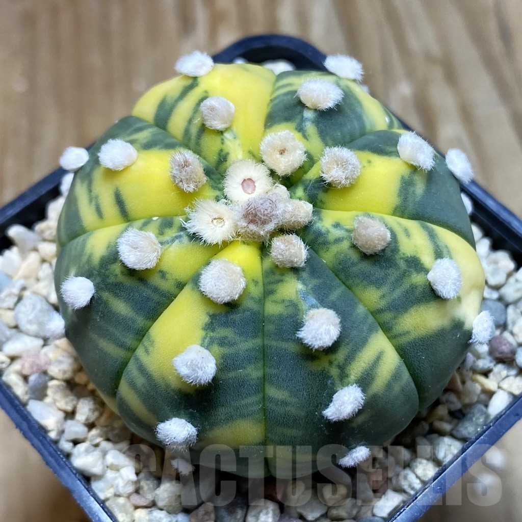 SH8812 Astrophytum asterias ‘Akabana’ f. variegata - Image 2