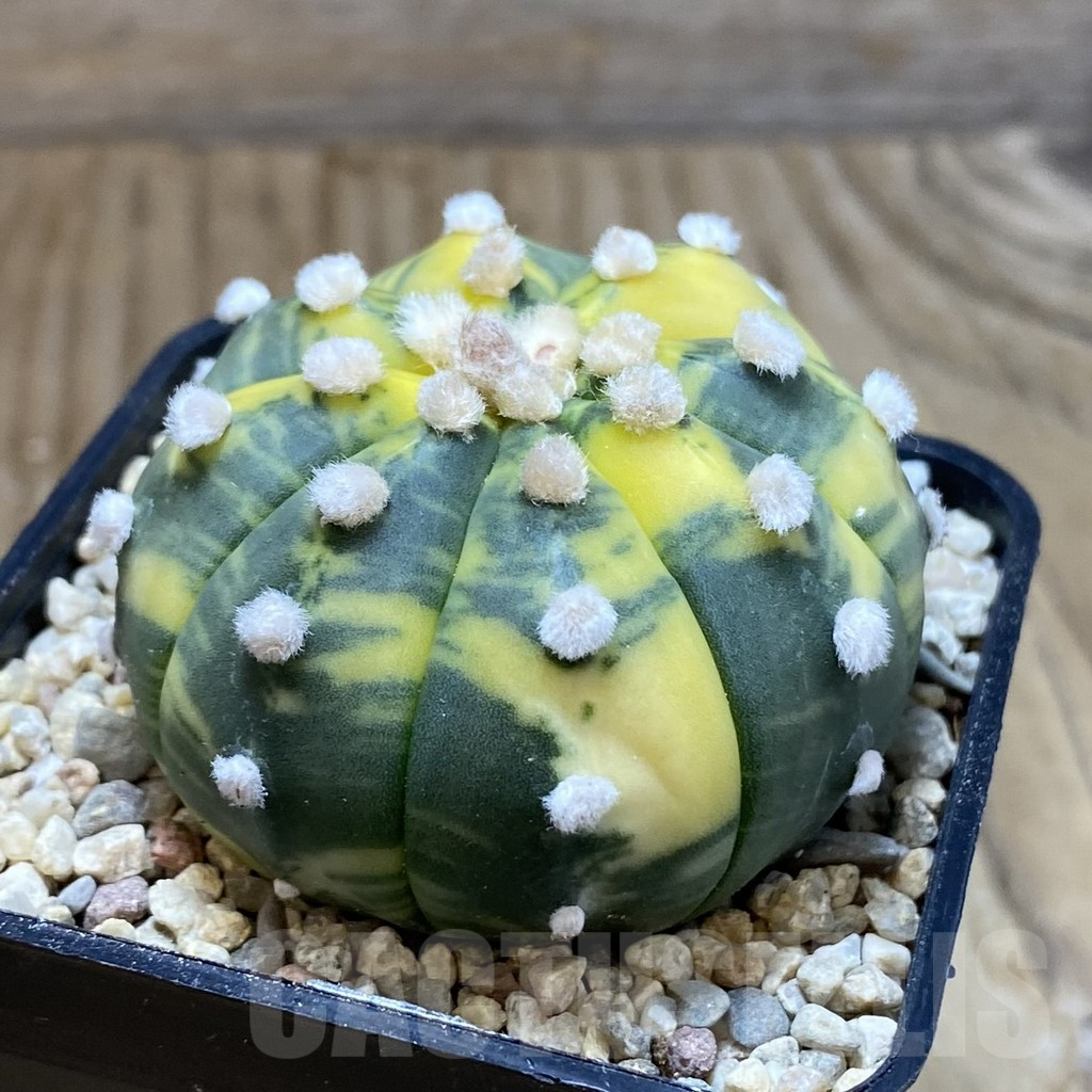 SH8812 Astrophytum asterias ‘Akabana’ f. variegata - Image 3